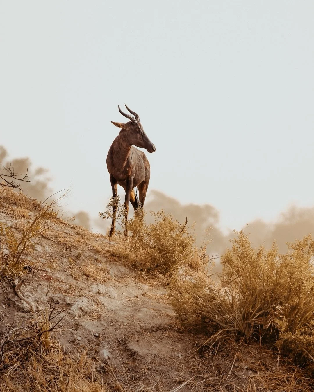 Perched high and keeping a watchful eye&mdash;Tsessebe&rsquo;s know the value of a good vantage point. 🦌