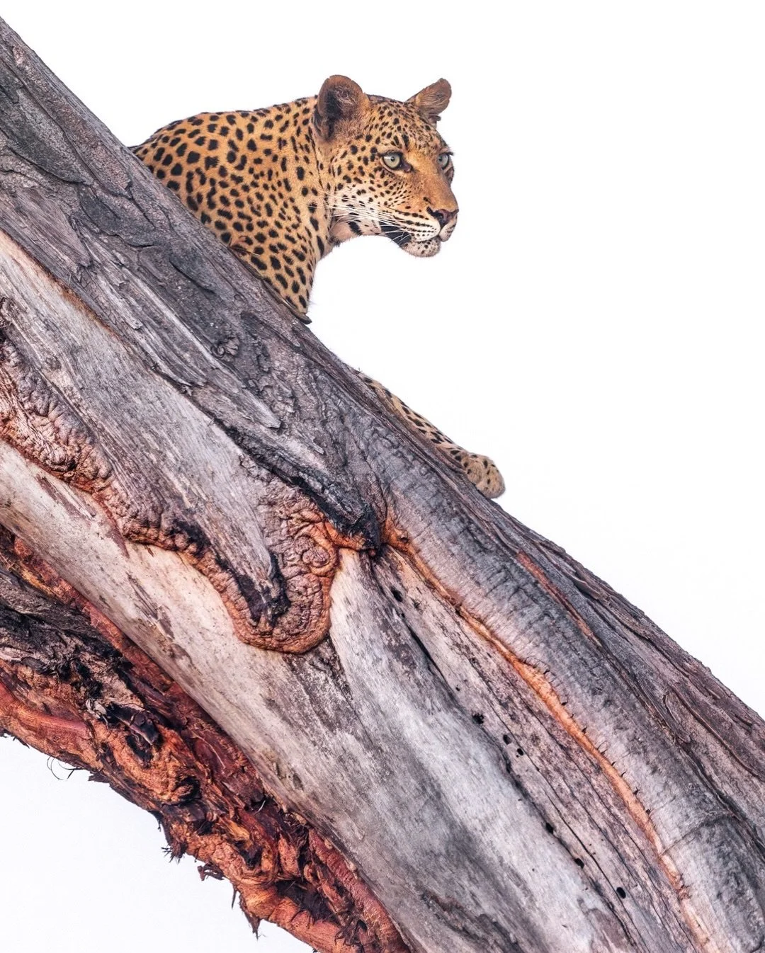 The Xudum concession in the Okavango Delta boasts the third highest density of leopards recorded anywhere in Africa, so a chance of a sighting is very good indeed, although never guaranteed of course, but when you do - it&rsquo;s always very special 