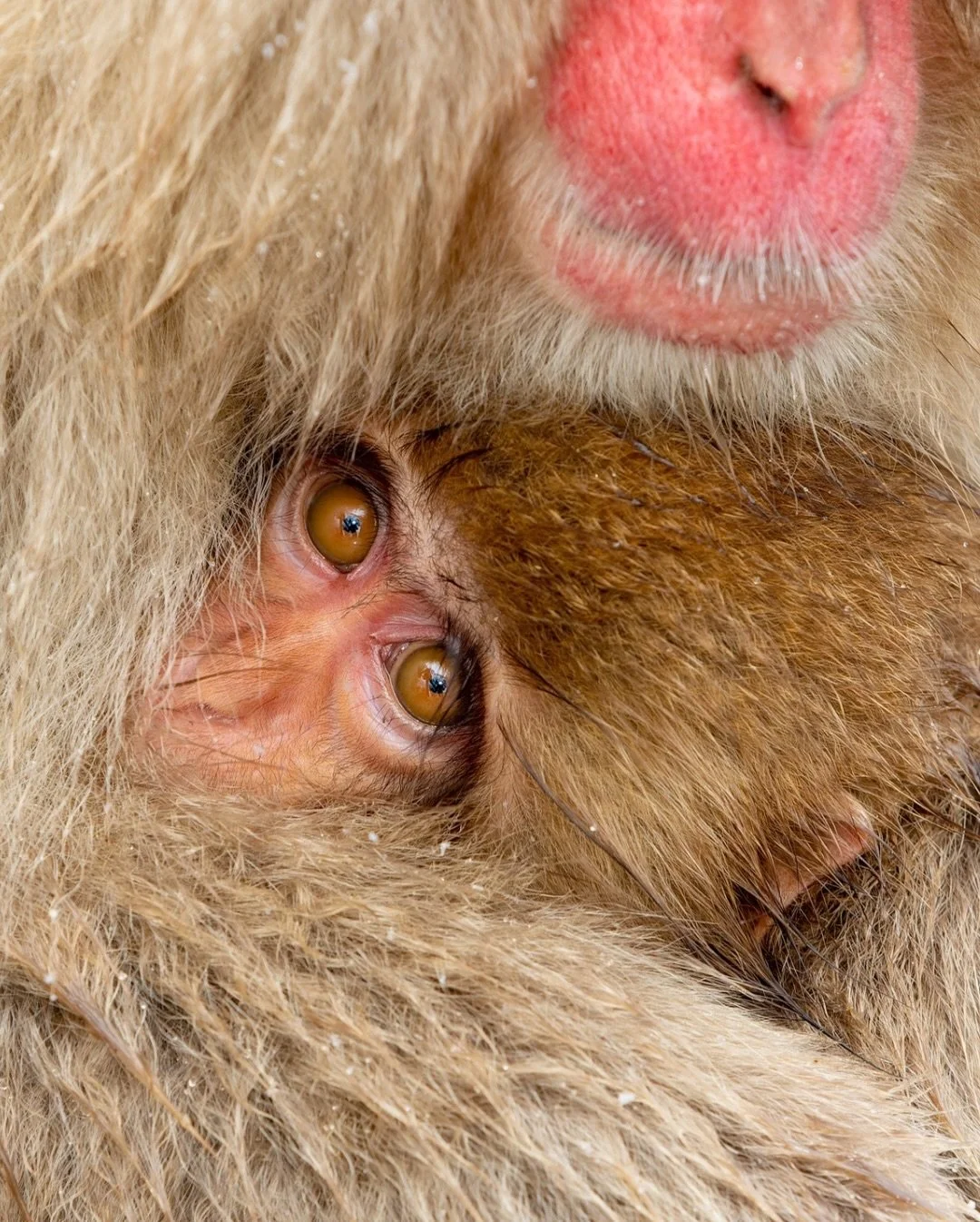 It&rsquo;s the quieter, easily missed, feel good moments like this that stay with you longer🐒

📍 Snow Monkey Park, Jigokudani, Nagano 🇯🇵