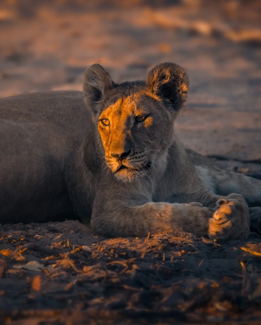 Golden light and a quiet moment with a lion cub in Khwai. These are the scenes that make every trip into the wild unforgettable.
