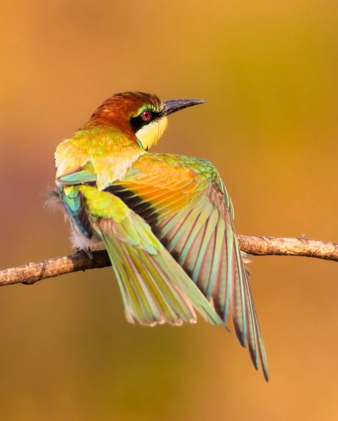 A female Bee-eater, in the Macin Mountains of Romania, takes time out, between bouts of insect parcel drops from her partner, for a stretch.
