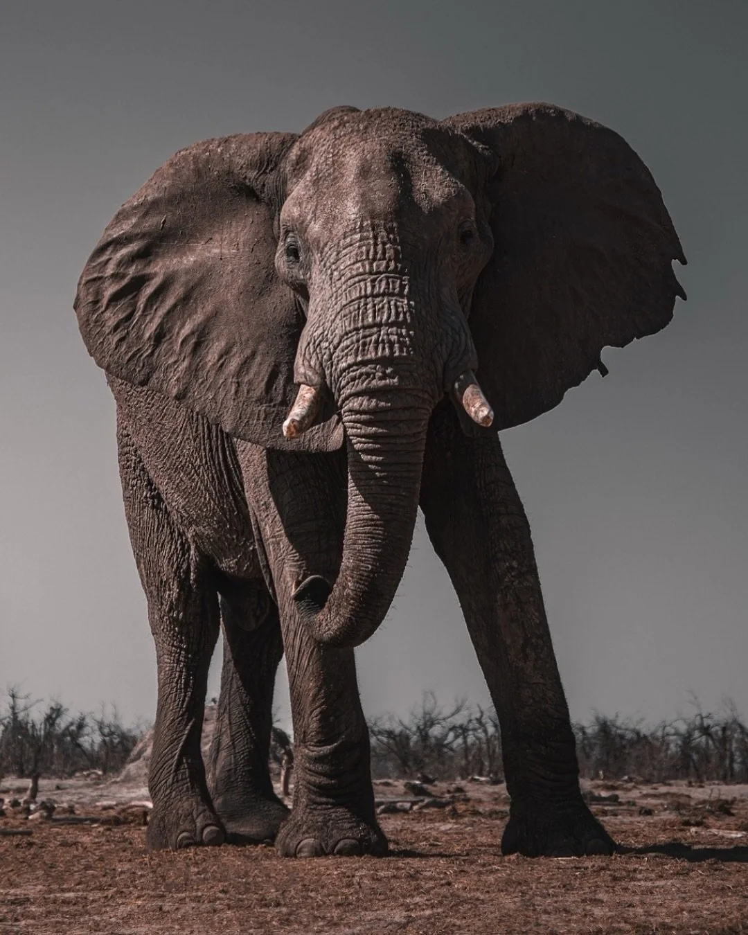 Eye level with a giant.
Khwai doesn&rsquo;t do small moments. 🐘