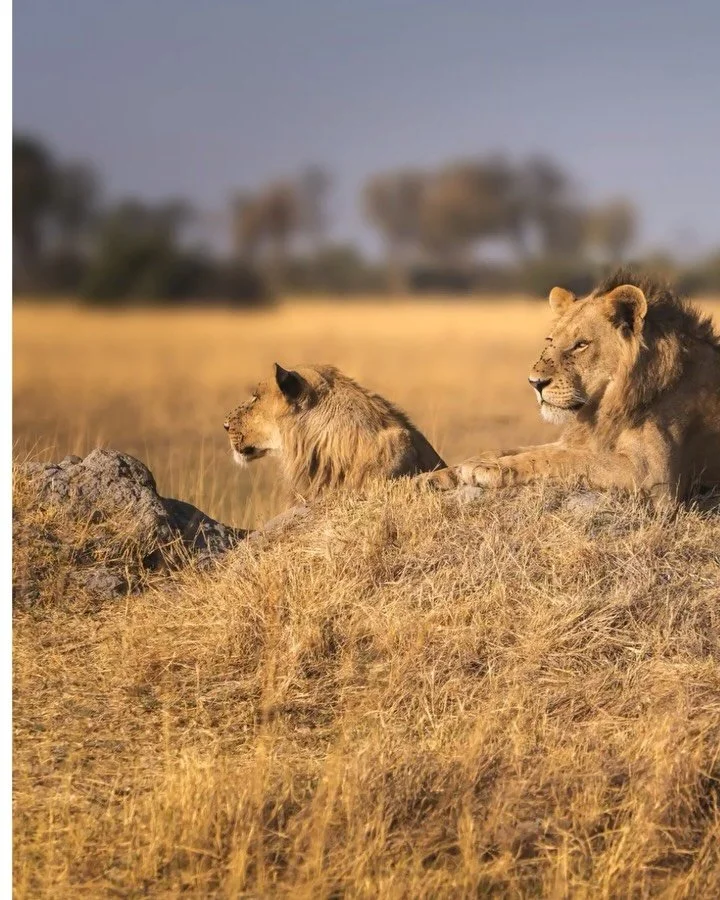 Harsh midday sun, shadows where you don&rsquo;t want them, contrast doing its own thing. But does it really matter?

This newly formed coalition of three young males in the Xudum Concession are still trying to figure things out and where they fit in 