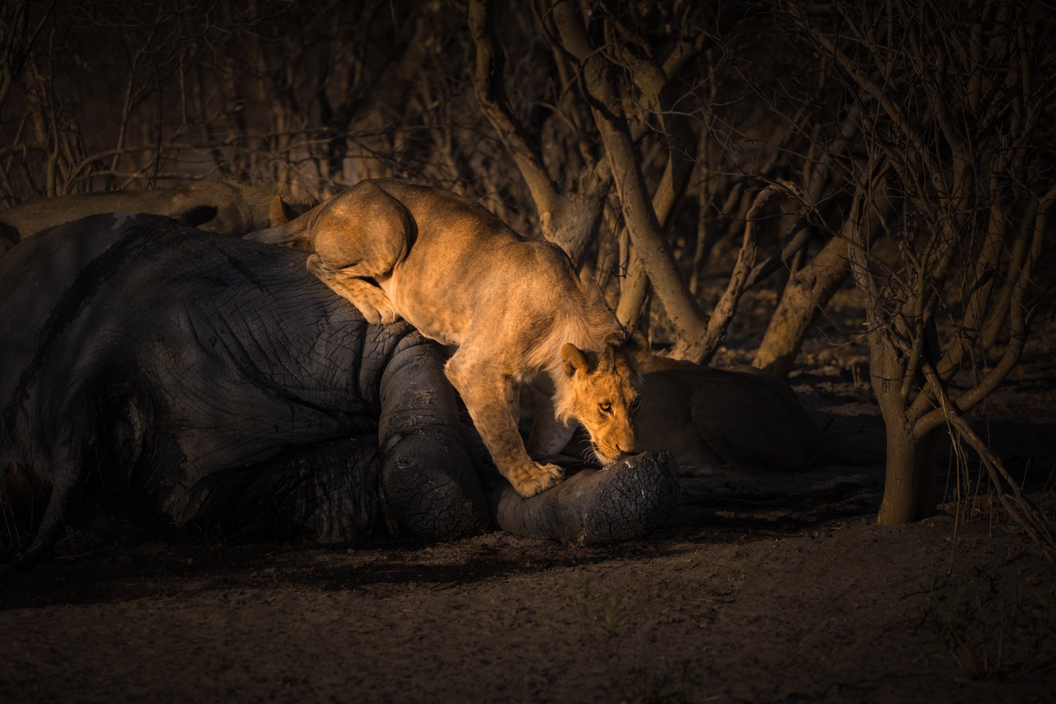  KGATELELO  Tensions rise on an elephant carcass 