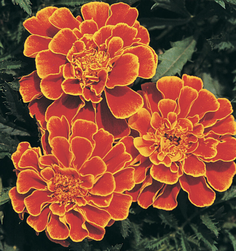 Queen Sofia Marigolds - 6-pack plants