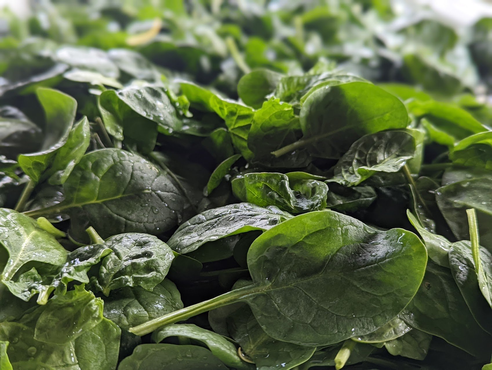 spring spinach.jpg