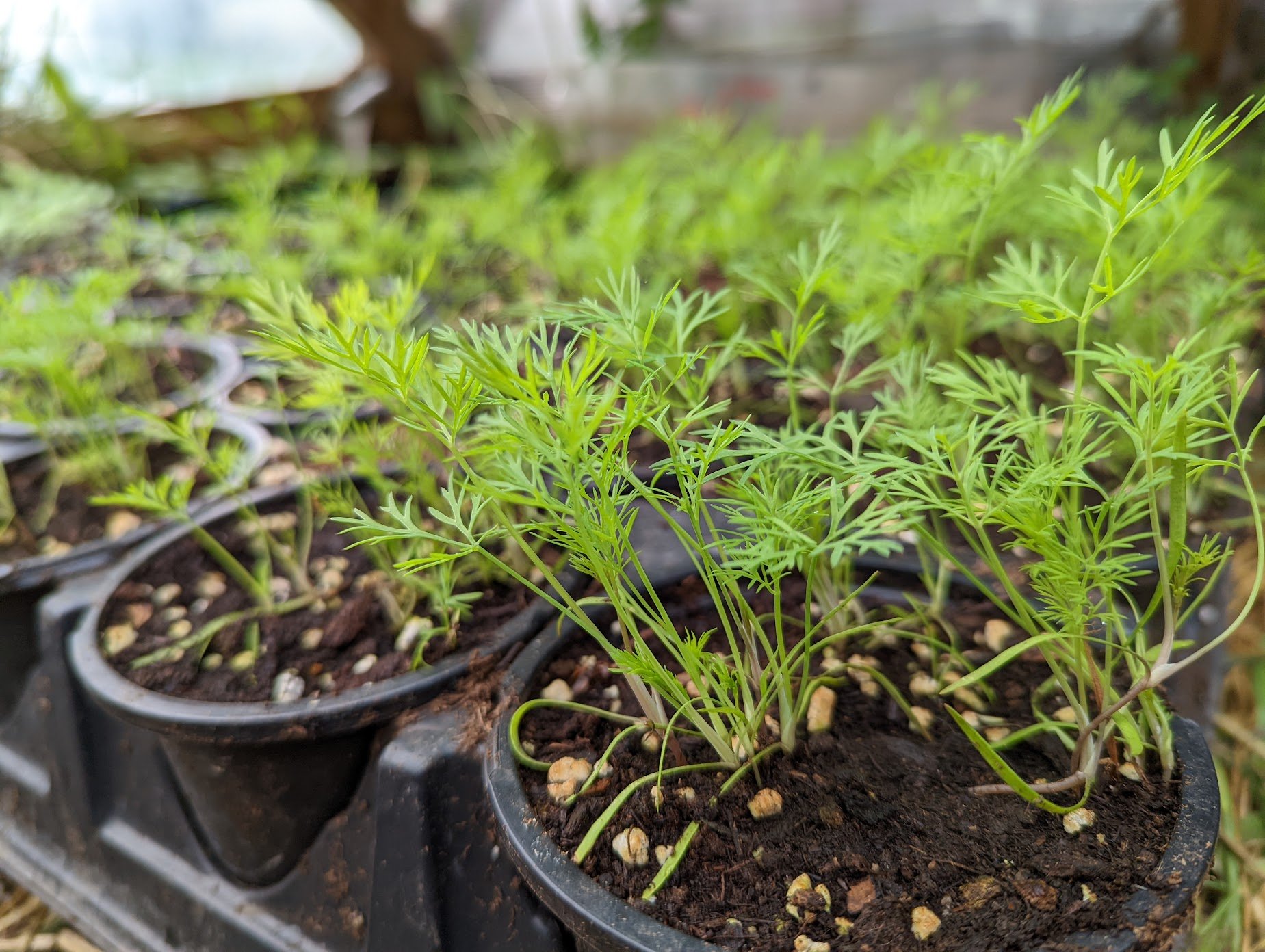potted dill.jpeg