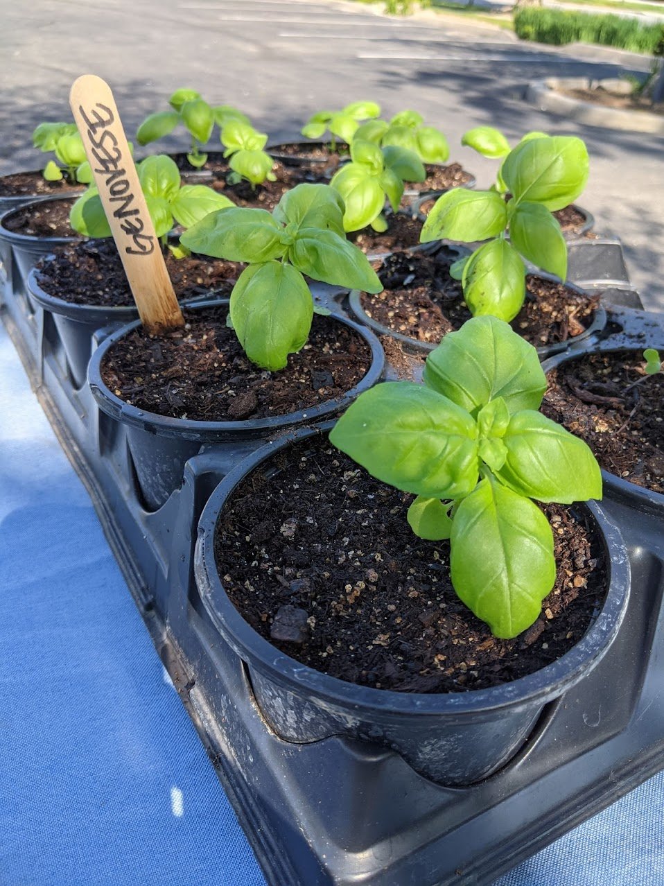 Genovese basil.jpeg