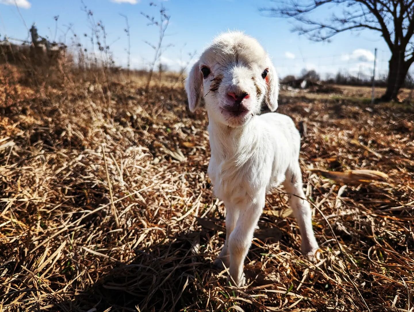 Against the odds✨ 🤲

If I don't learn something from these animals, I'm missing the forest for the trees.  This tiny tiny nugget is named Rosie.  She was born to a yearling, first-time mother ewe earlier this week during a rainy overnight...not the 