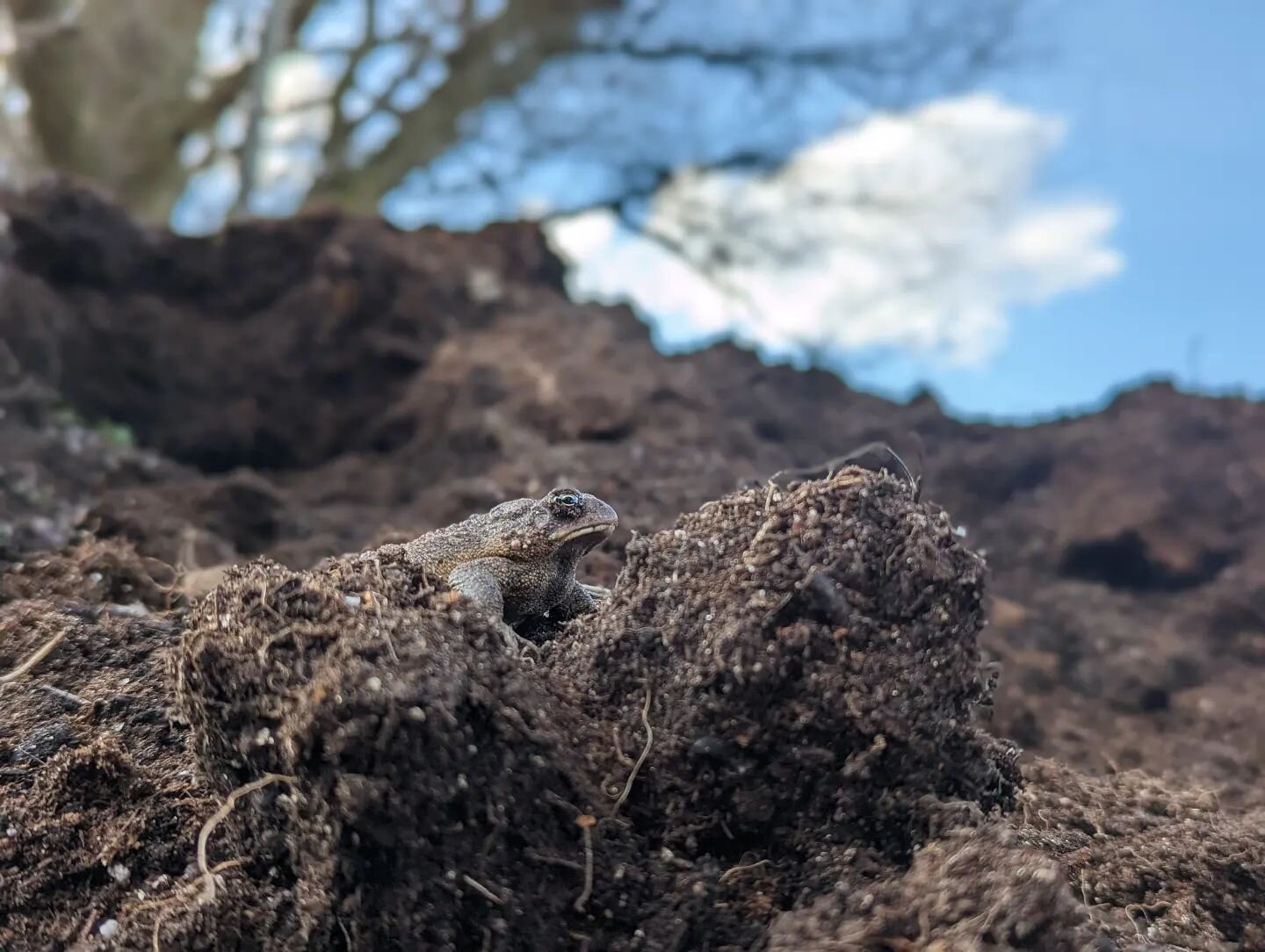 🎆Toads are in...Mother Nature's latest delivery of spring delight surfaced in the compost pile as I filled wheelbarrow after wheelbarrow to top dress the herb garden yesterday. 
 
I wonder if he was tunneled in the depths of our compost pile to wait