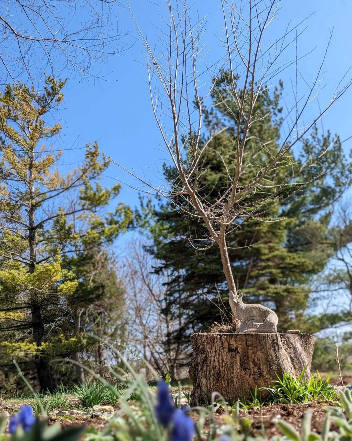 Let's plant trees 🌲🌳

In two weeks we have a shipment of hundreds of trees being delivered for a project we planned last fall.  Our intention all along was to establish rows of trees bordering and buffering the edge of our farm, continuing the proc