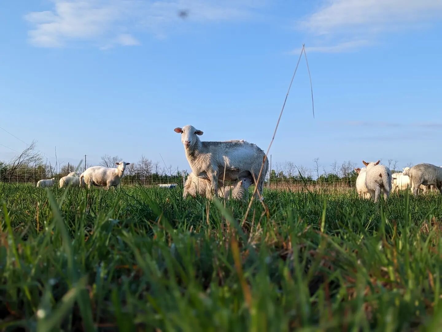 🌎

Happy day to Mother Earth from which hope springs 🌱. May we aspire to be more like these sheep who subsist entirely off of what the earth gives...forage and water and who return a wealth of nutrients to the ground in exchange.

It's practically 