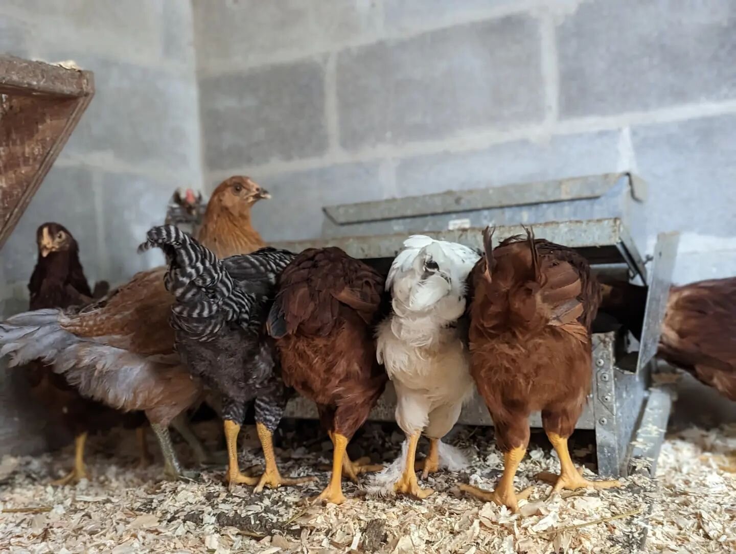 I love to see this diversity of tail feathers at the self feeder 🥰. 

It's nearly graduation season...a time when many take a rite of passage and cross a new threshold.  Once chicks, our poults are on the cusp of their passage to hendom.

The layer 