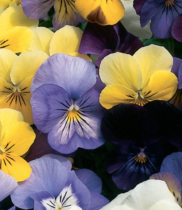 Sorbet Violas - 6-pack of plants
