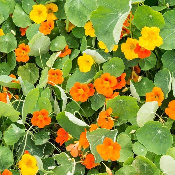 Jewel Nasturtium- 6-pack of plants