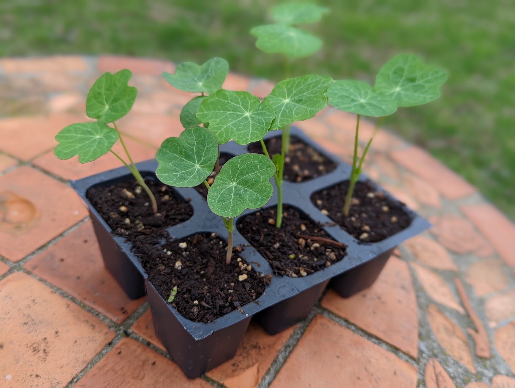 Nasturtium.jpeg