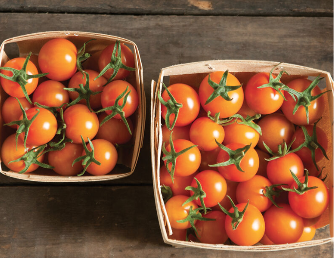 Sungold Cherry Tomatoes- 4-pack