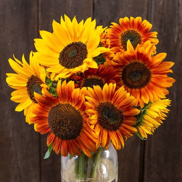 Autumn Beauty Sunflowers- 6-pack of plants