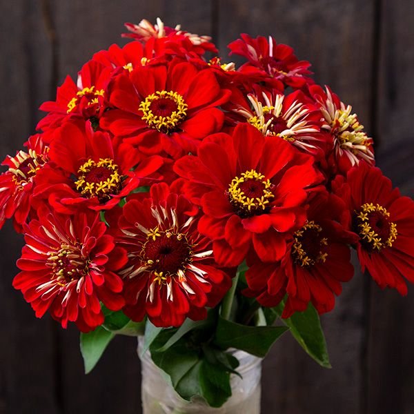 Scarlet Zinnia- 6-pack of plants