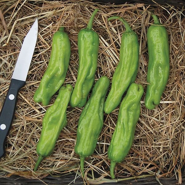 Shishito Peppers- 4-pack
