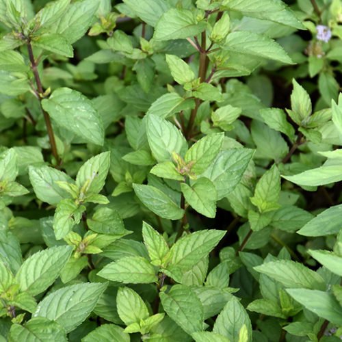 Chocolate Mint