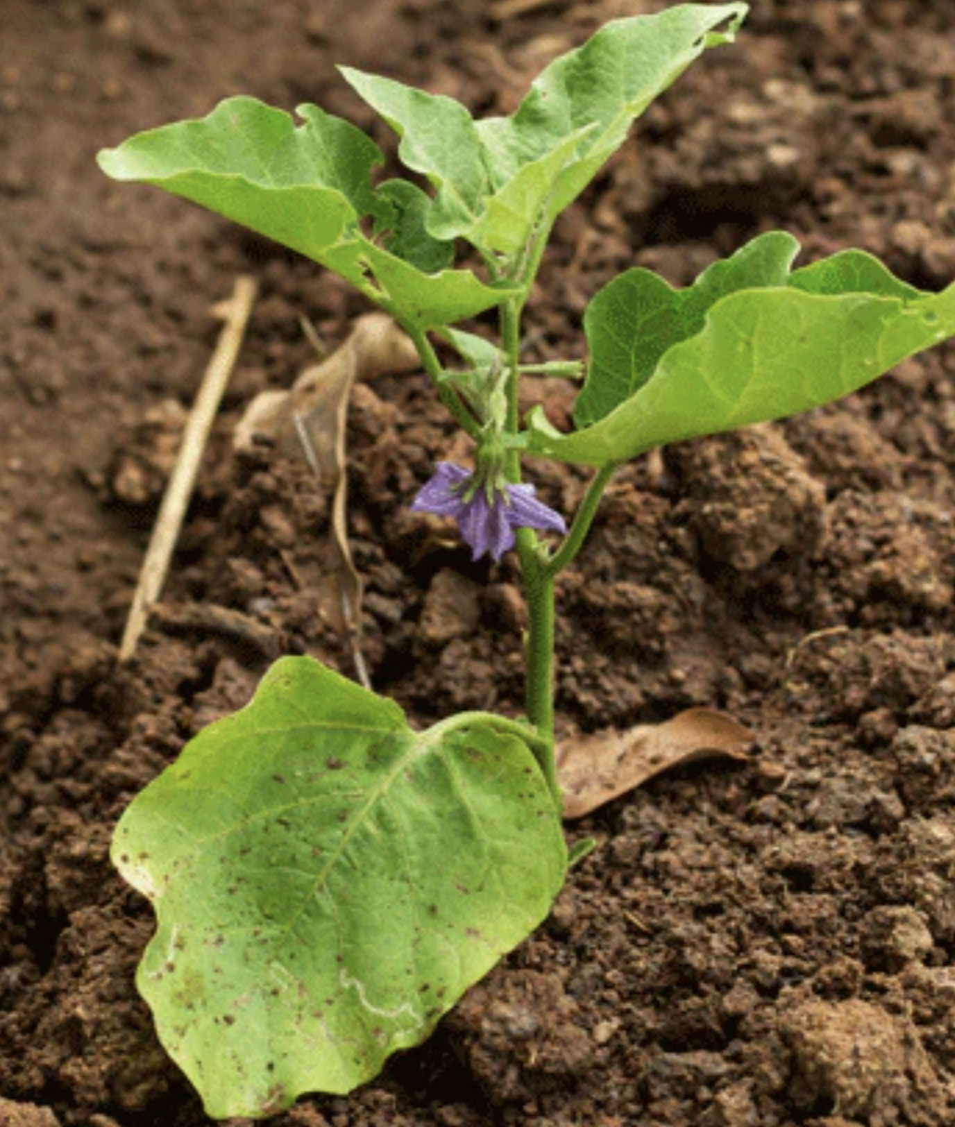 Potted Italian Eggplant Plant