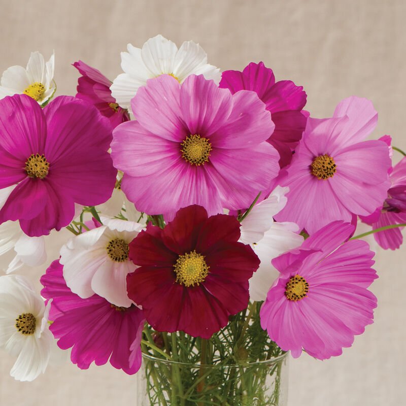 Sensation Cosmos - 6-pack of plants