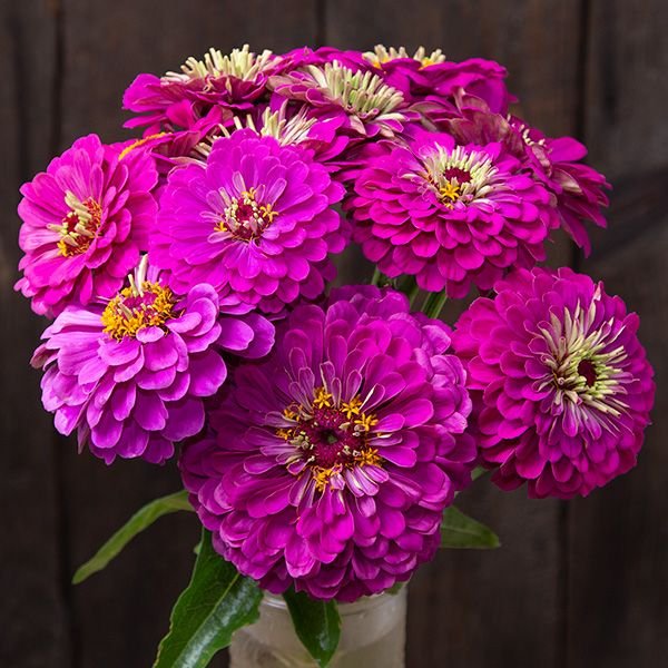 Purple Beauty Zinnia- 6-pack of plants