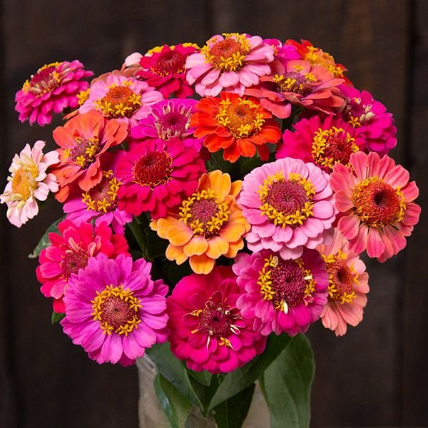 Dwarf Thumbolina Zinnias 6-pack of plants