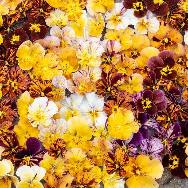 Brush Strokes Viola- 6-pack of plants