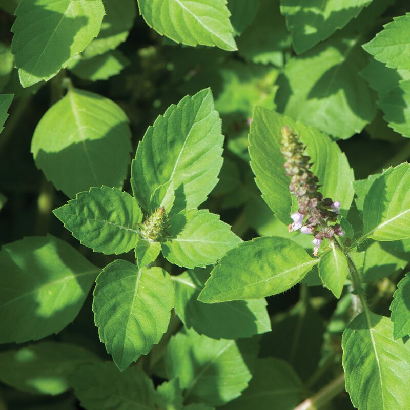 Bunch of Holy Basil/Tulsi