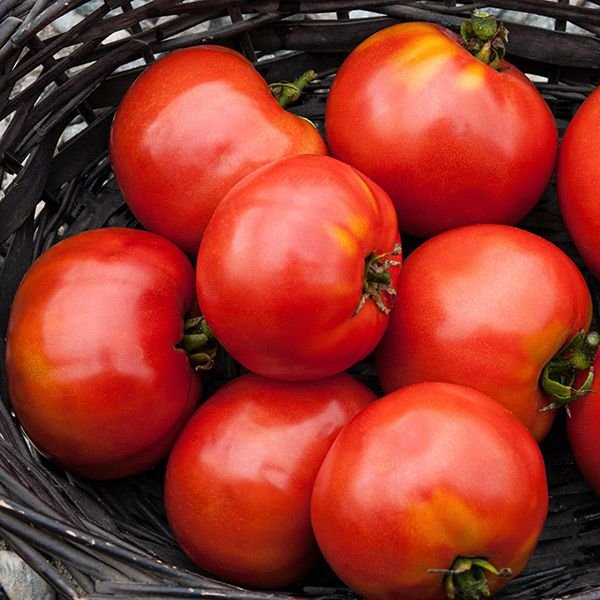 Moskvich Red Slicer Tomato 4-pack