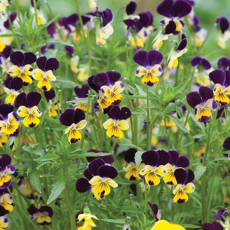 Helen Mount Violas 6-pack of plants