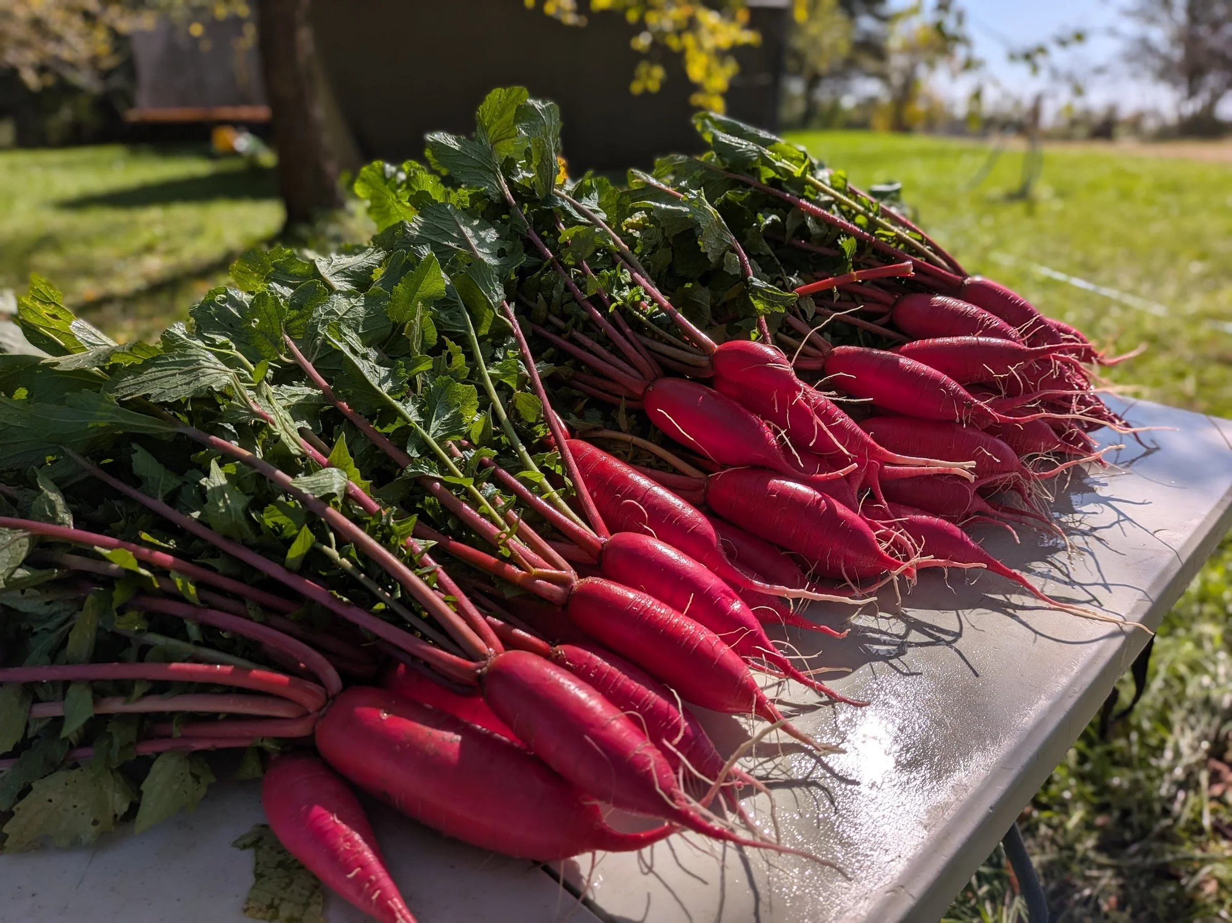 1 bunch red king daikon radish