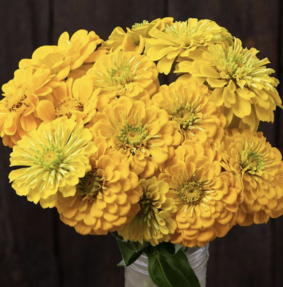 Gorgeous Golden Zinnias, 6-pack of plants