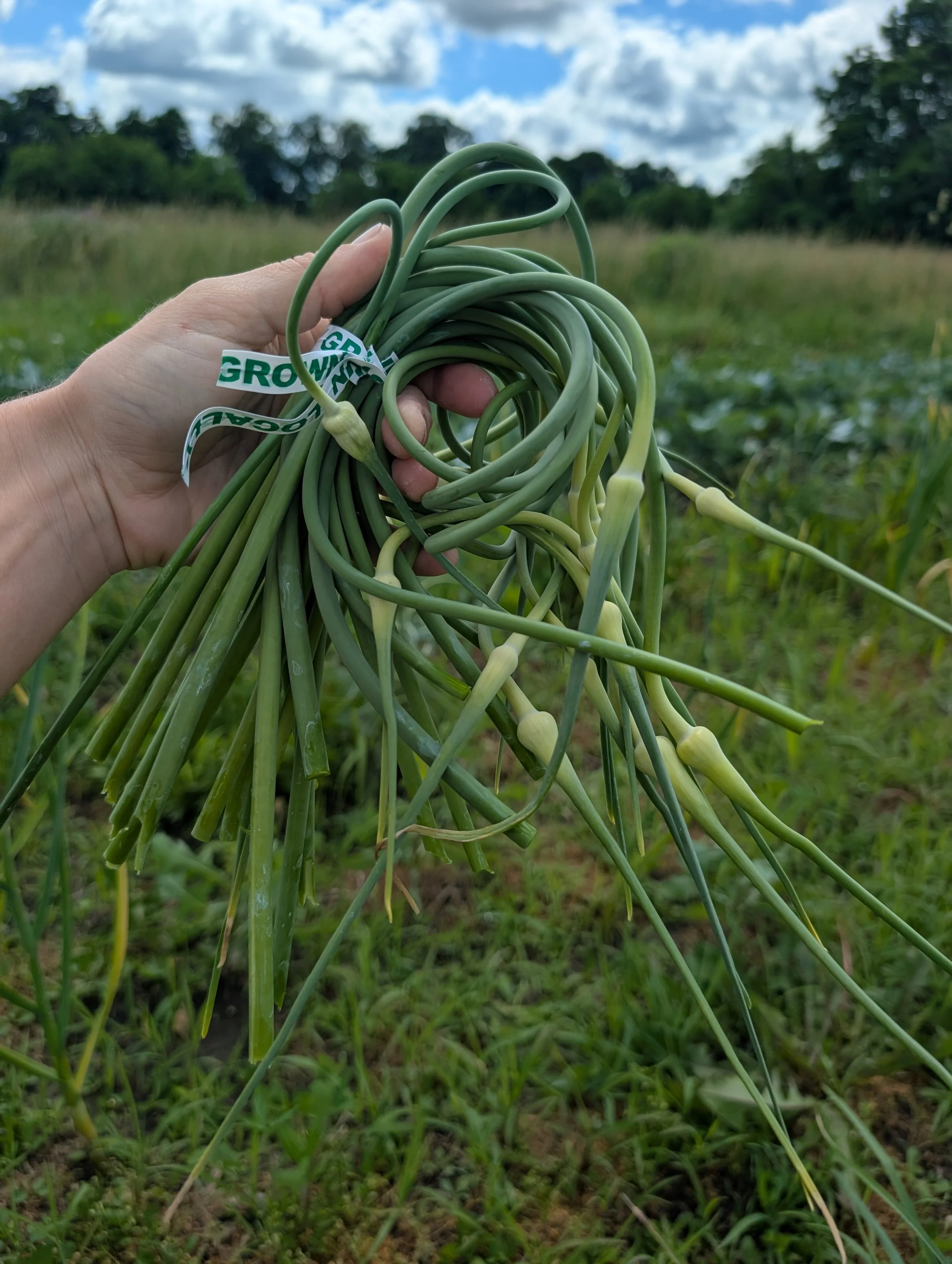 Garlic scapes- 1 bunch