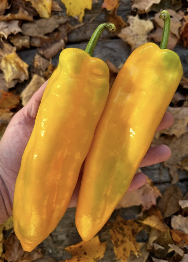 Golden Corno di Toro Peppers by 1/2 lb