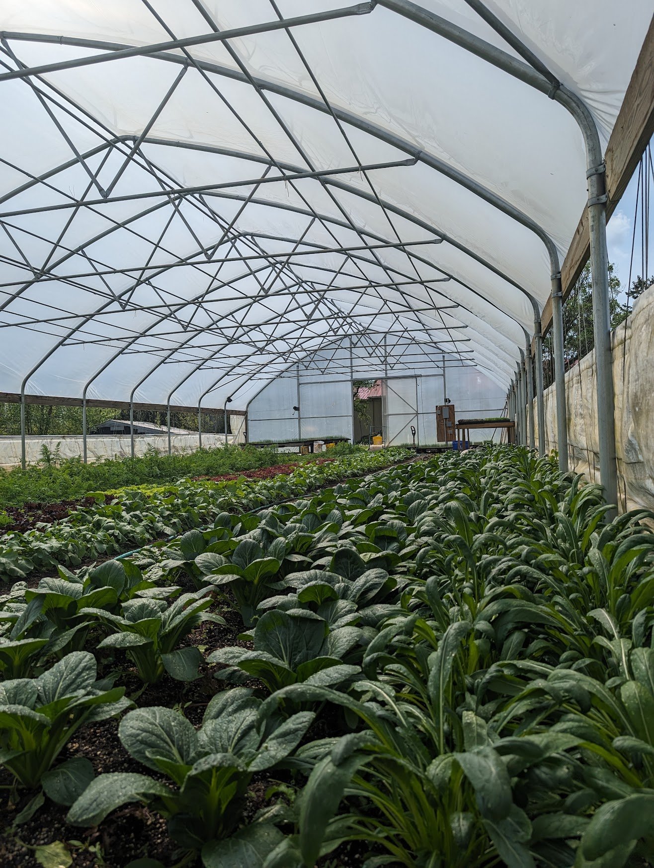 Komatsuna 2-head bundle