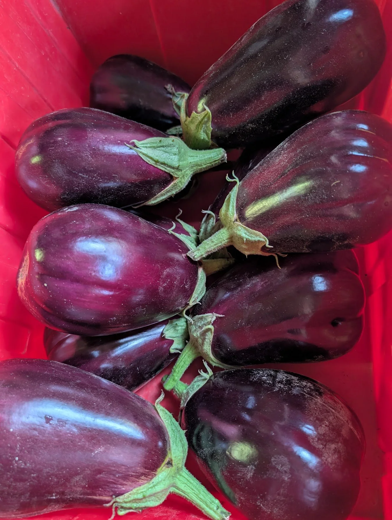Single Italian Eggplant
