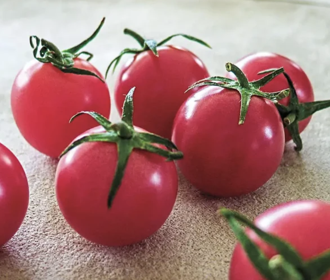 Stellar Pink Cherry Tomatoes