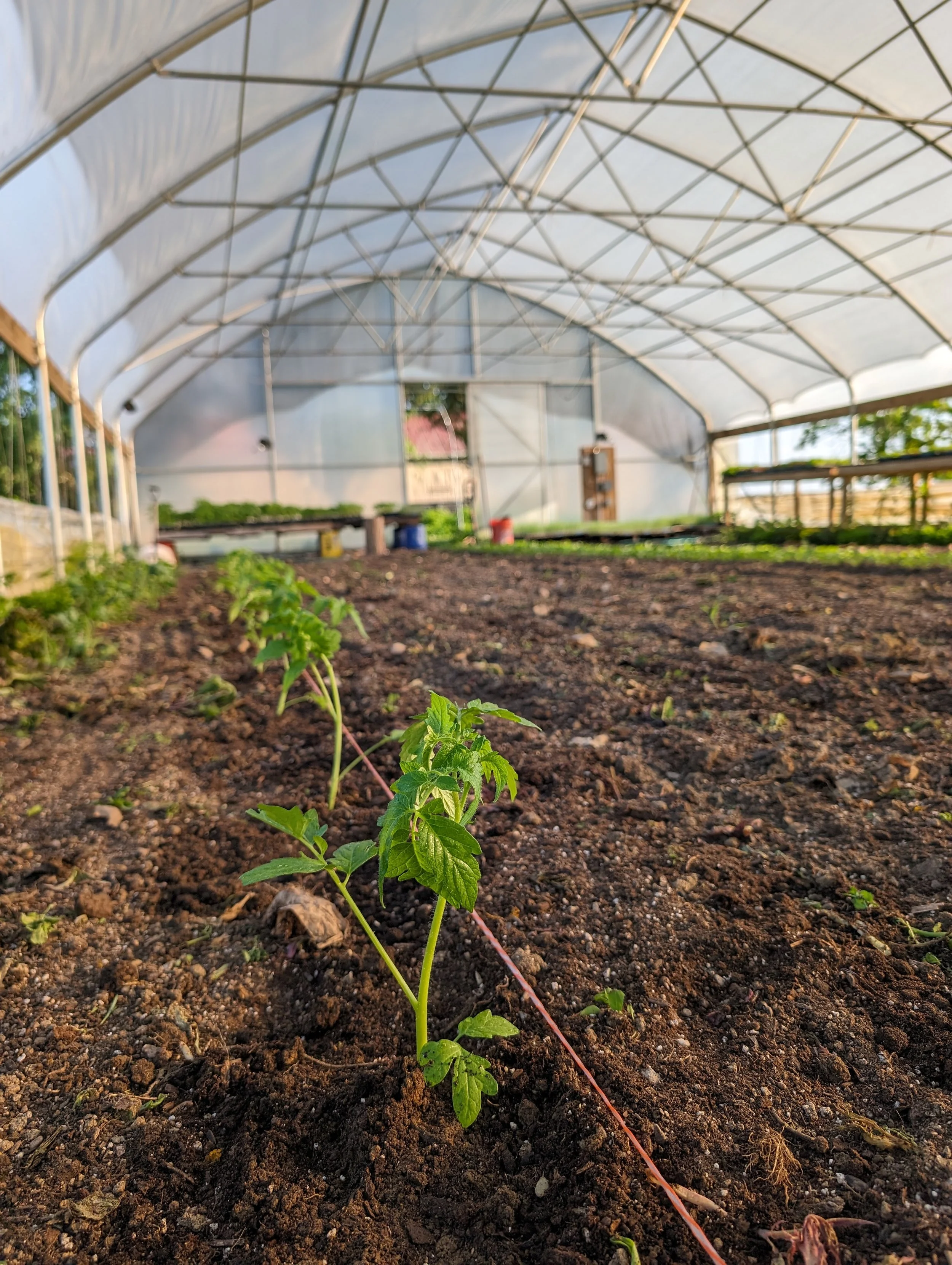 Potted indigo apple tomato plant