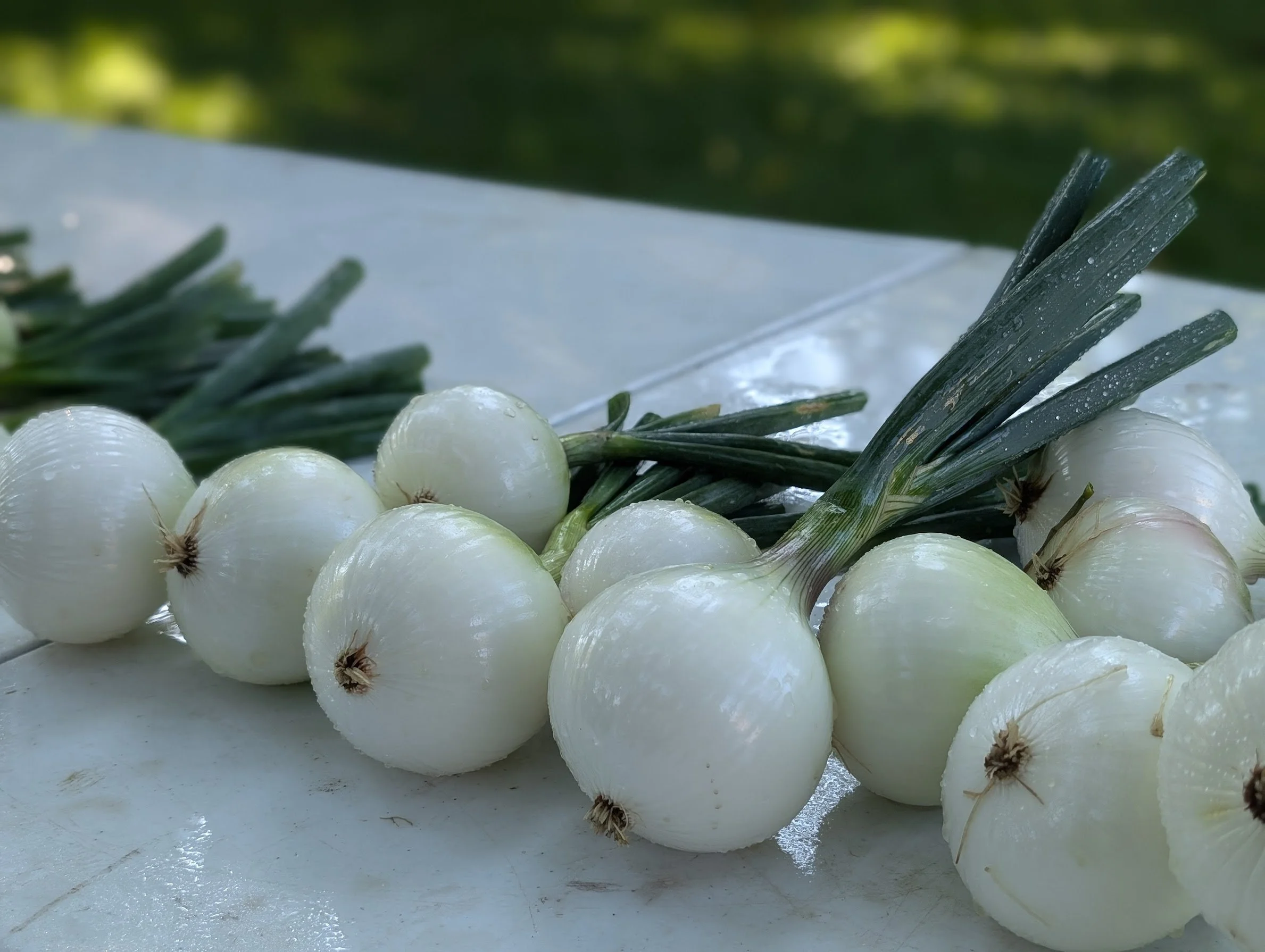 Ailsa Craig Onions by the bunch