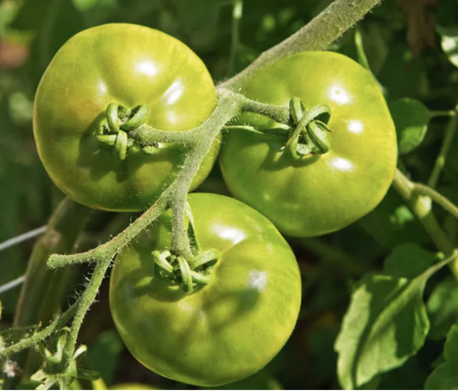 Green Tomatoes by the lb