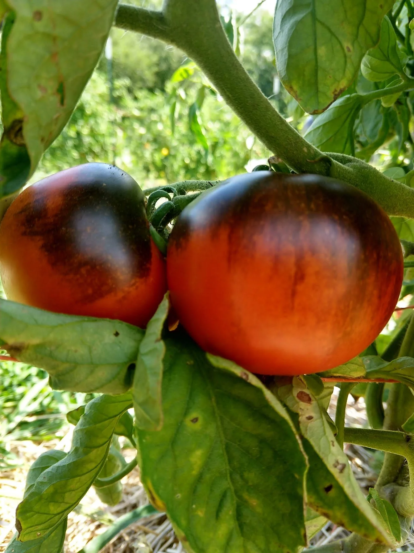indigo apple tomato.jpg