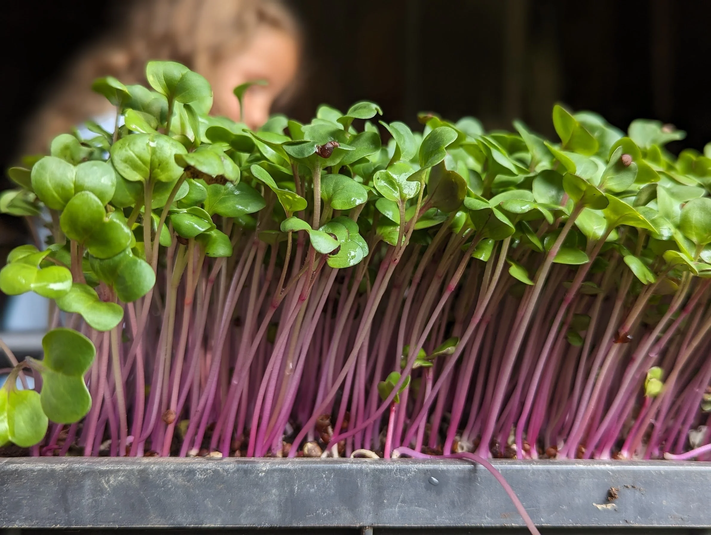 red stem radish micros.jpg