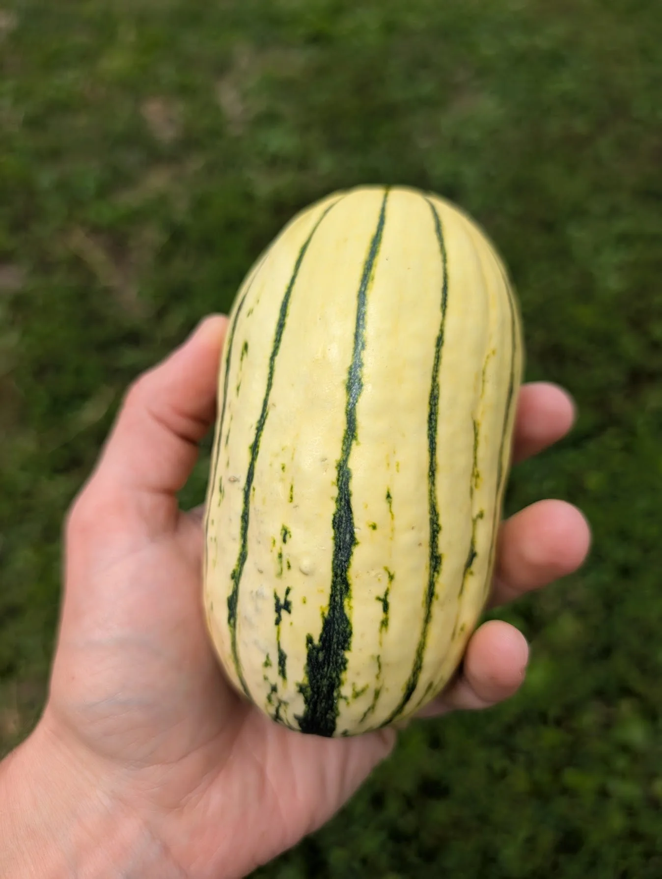 Delicata Squash