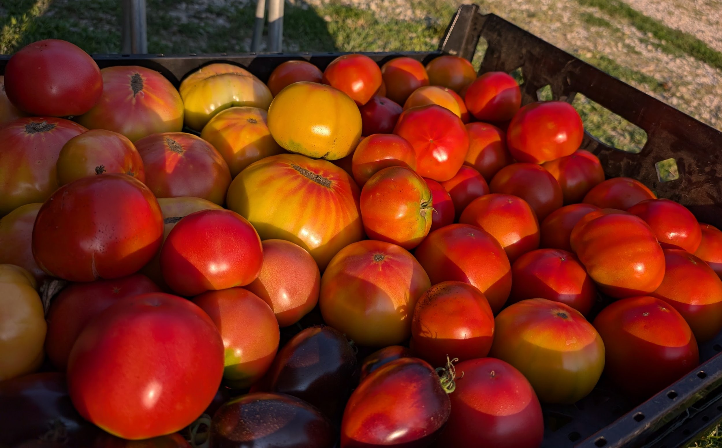 Bulk Seconds Tomatoes-Ten Pounds