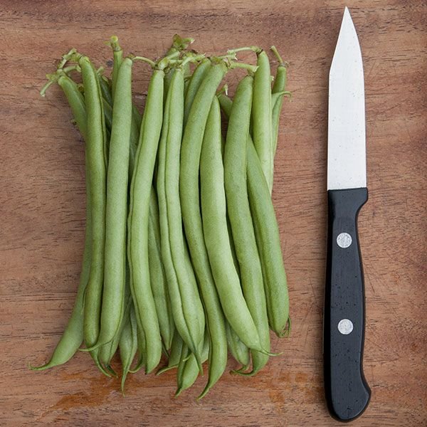 Provider Green Bean Plants, 4-pack