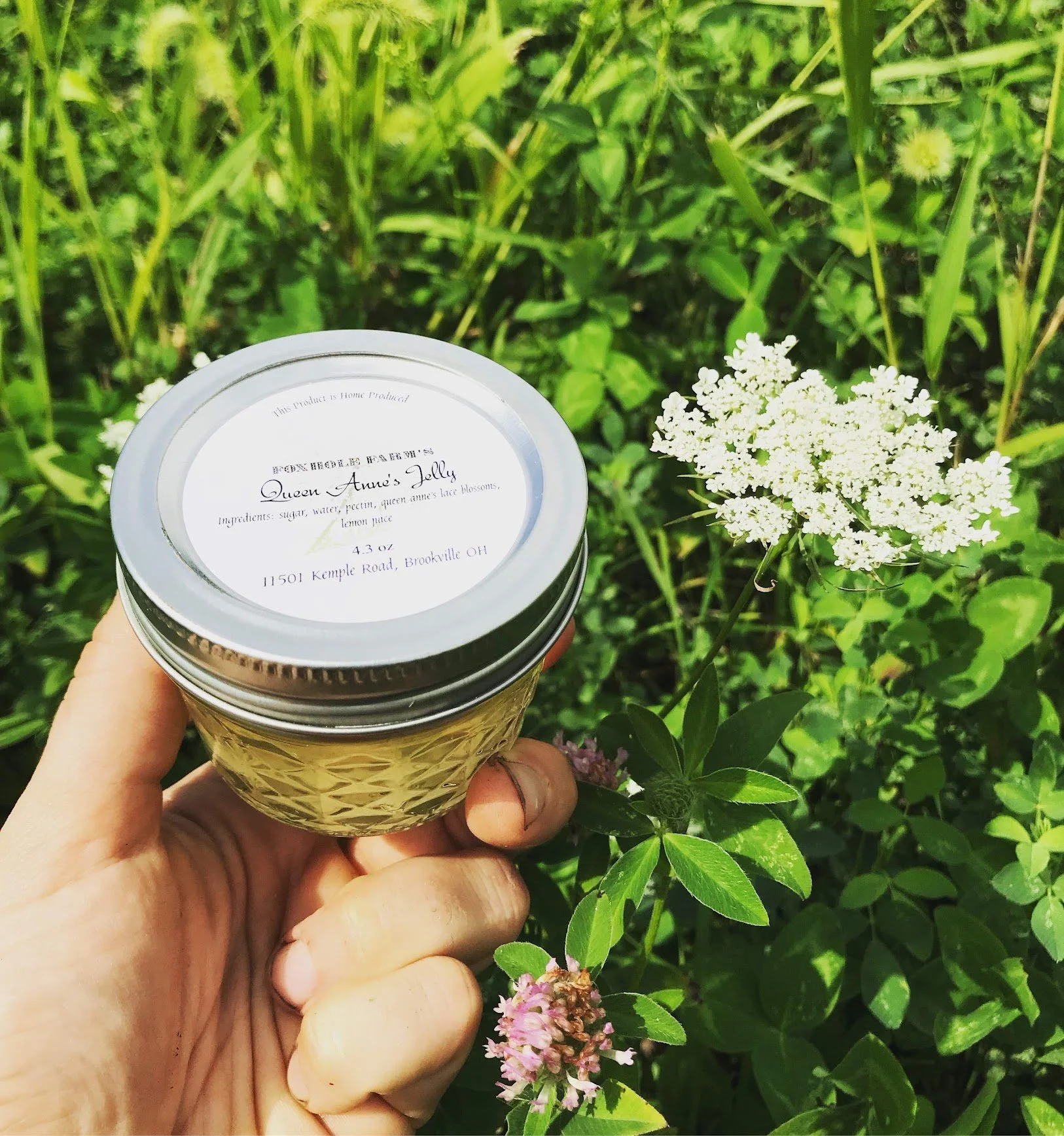 Queen Anne's Lace Jelly