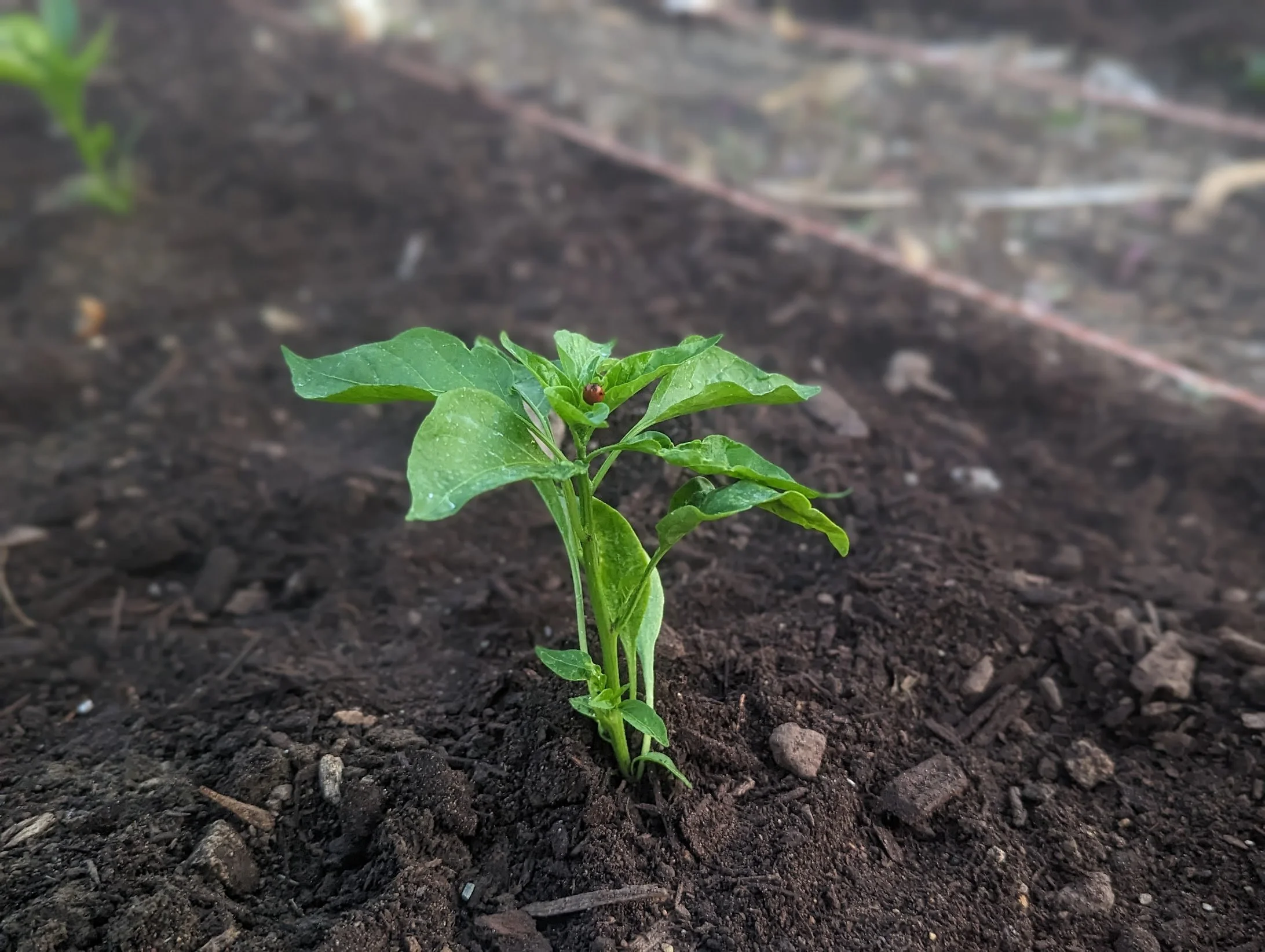 Potted Jalapeño Plant